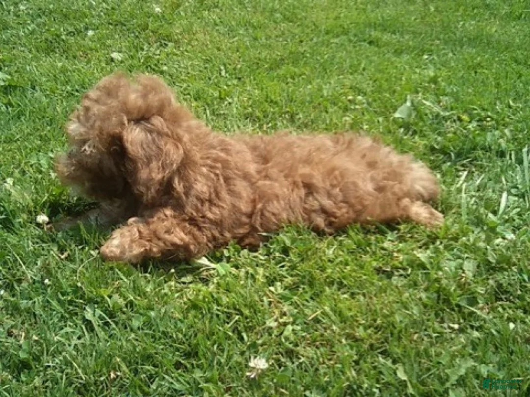 Miniature Poodle dogs for sale: Peanut - Ad 6
