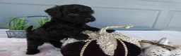 Toy Poodle dogs for sale: Toy Poodle 2 Bella - Ad 3