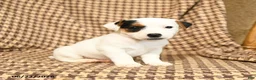 Jack Russell Terrier dogs for sale: Billy - Ad 1