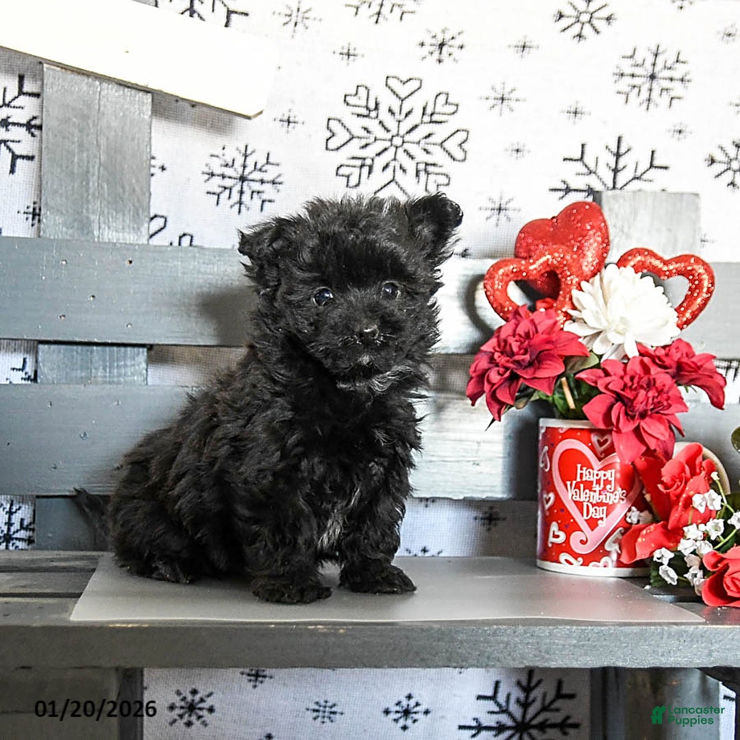 Havapoo dogs for sale: Rex - Ad 1