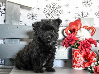 Havapoo dogs Rex - Ad 3