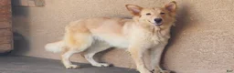 German Shepherd dogs for sale: German Shepherd 7 - Ad 6