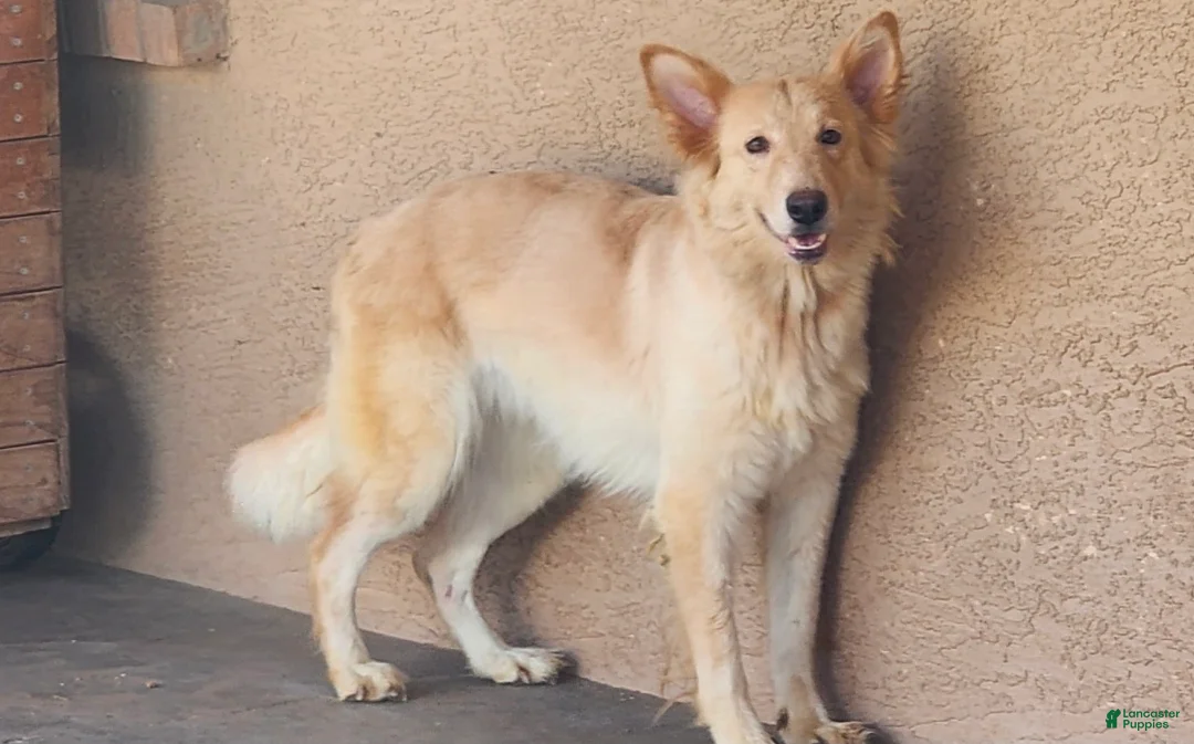 German Shepherd dogs for sale: German Shepherd 7 - Ad 6