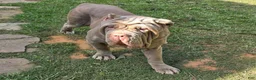 Neapolitan Mastiff dogs for sale: Annabelle  - Ad 4