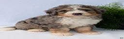Mini Bernedoodle dogs for sale: Mini Baker  - Ad 38