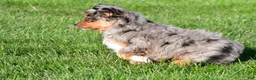 Miniature Australian Shepherd dogs for sale: Austin - Ad 7