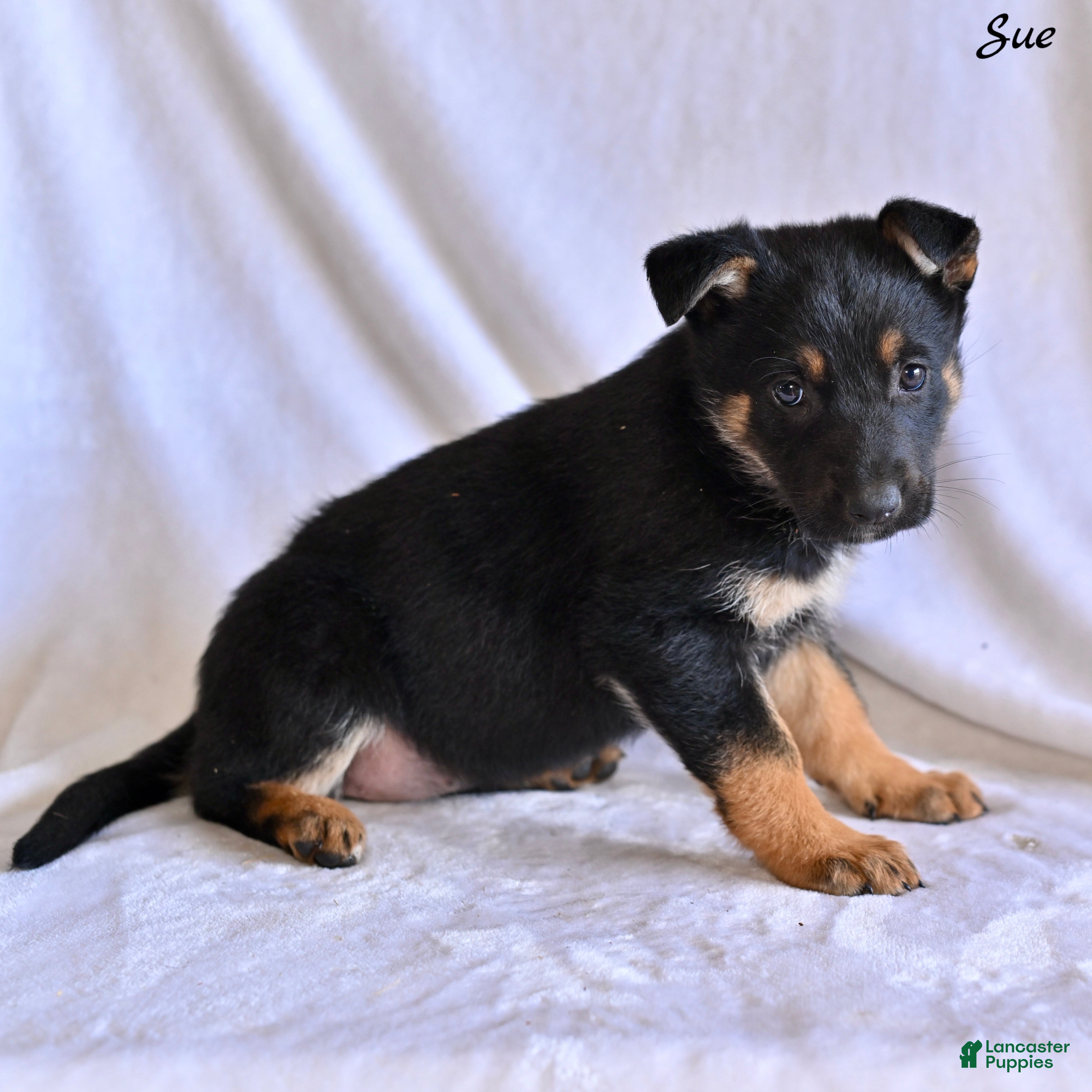 German Shepherd dogs Sue - Ad 2