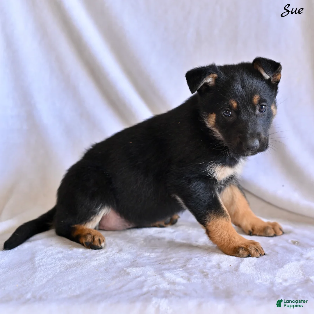 German Shepherd dogs for sale: Sue - Ad 2