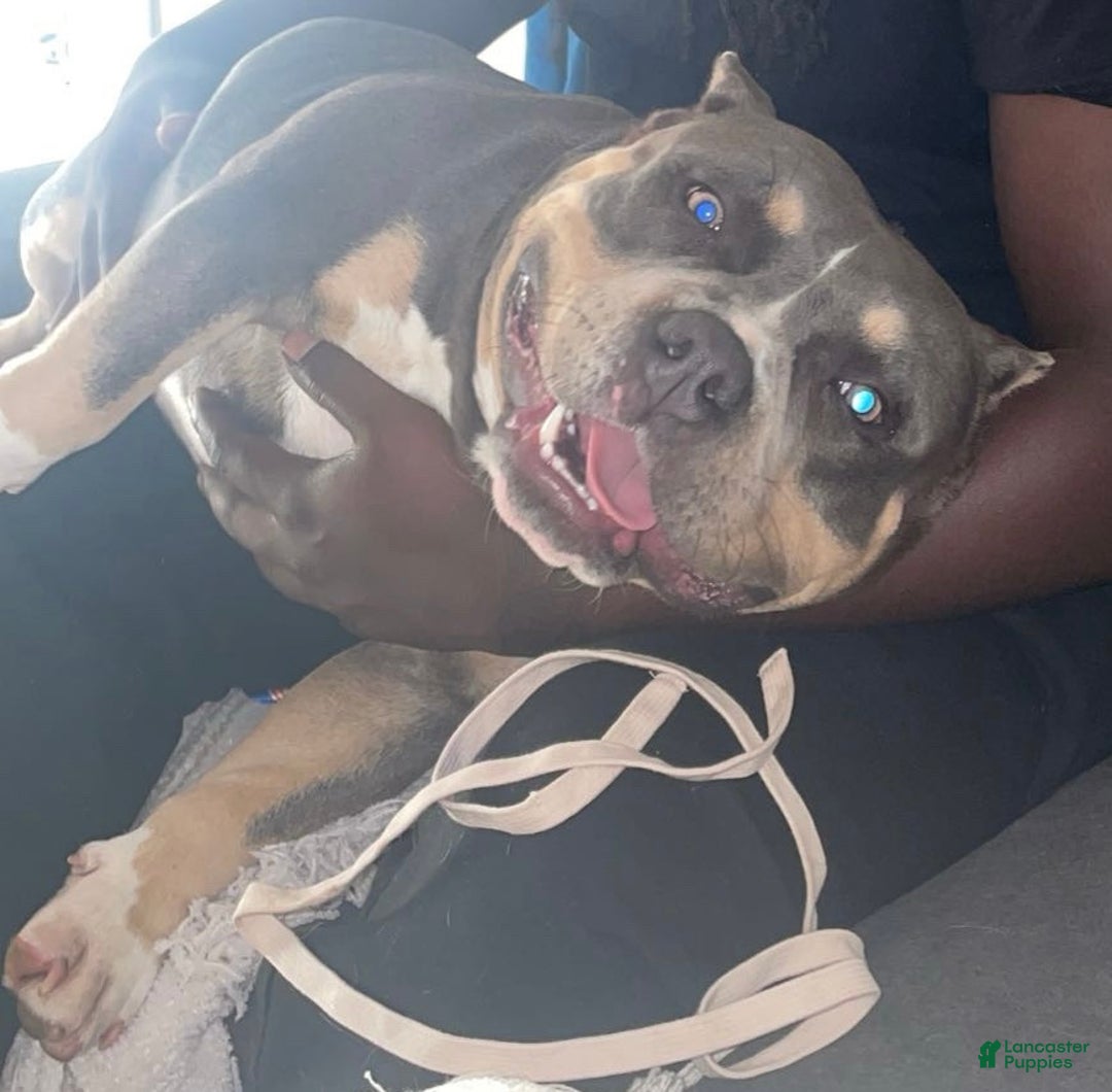 American Bulldog dogs for sale: American Bulldog Puppy 3 - Ad 6