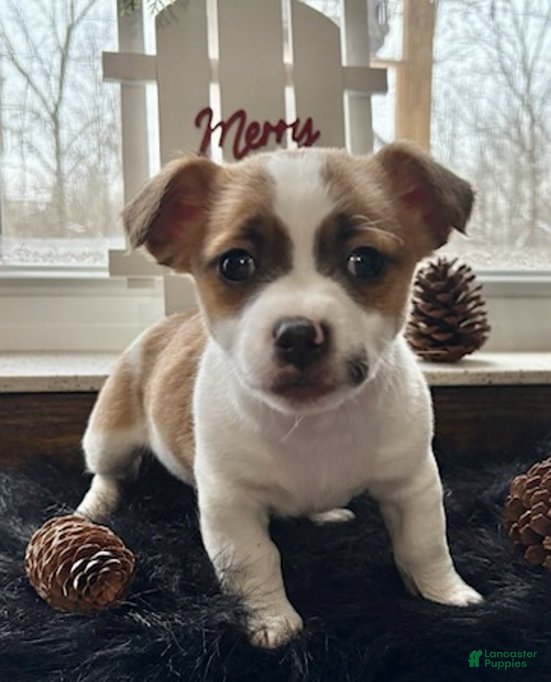 Jack Russell Terrier dogs for sale: Charlie - Ad 5
