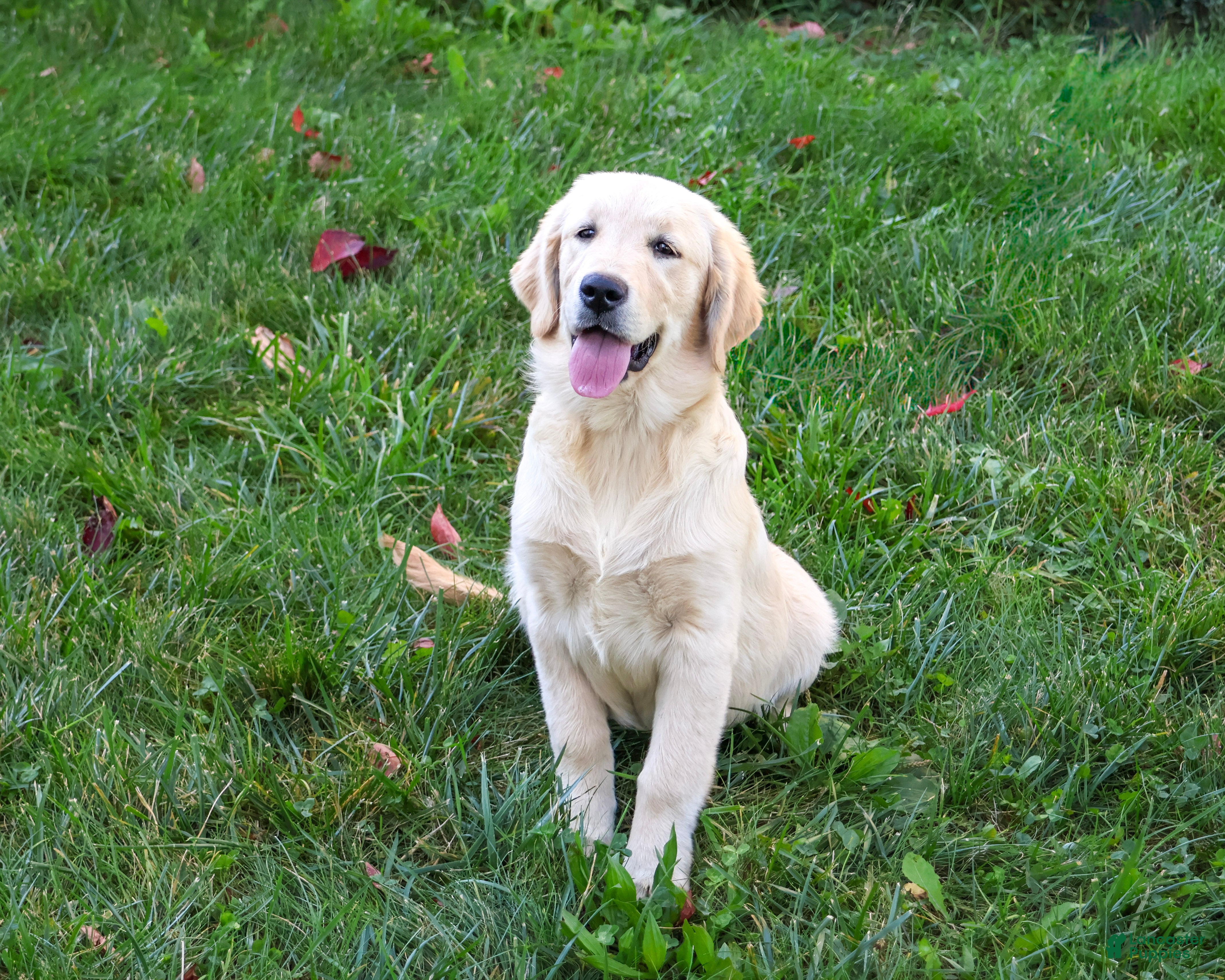 Gwenn (Golden Retriever, Female) in Syracuse, IN