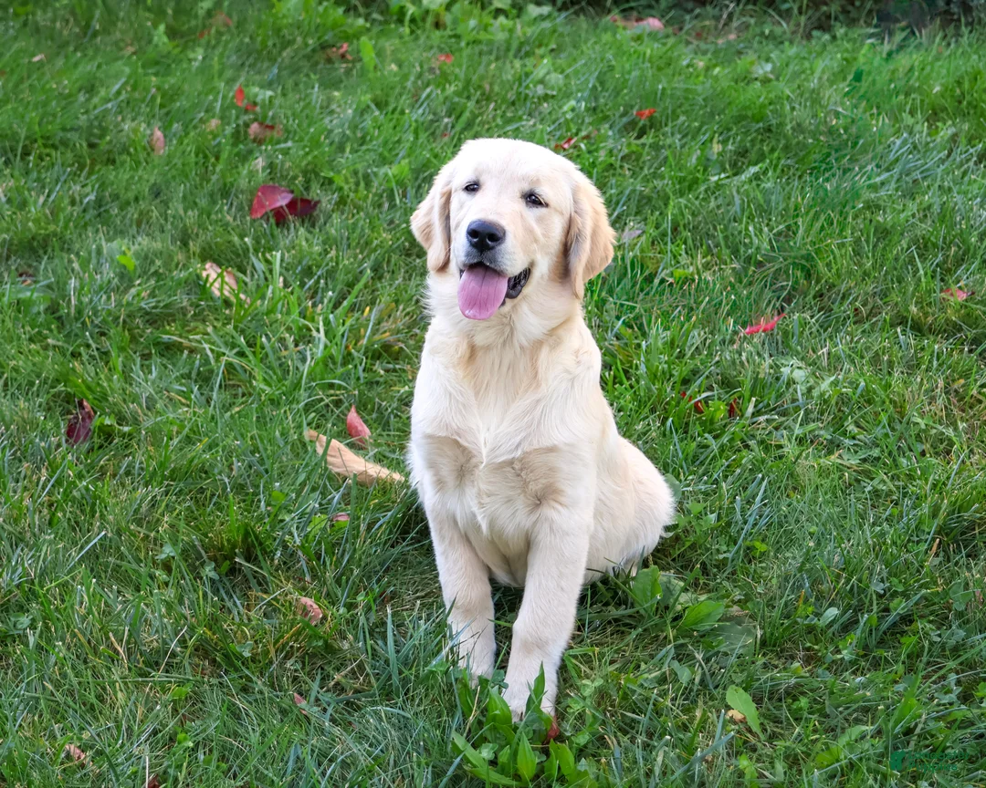 Golden Retriever dogs for sale: Gwenn - Ad 1