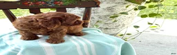 Miniature Poodle dogs for sale: Toffee - Ad 15