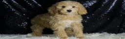 Mini Goldendoodle dogs for sale: Chevy - Ad 3