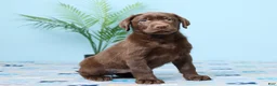 Labrador Retriever dogs for sale: Crystal - Ad 3