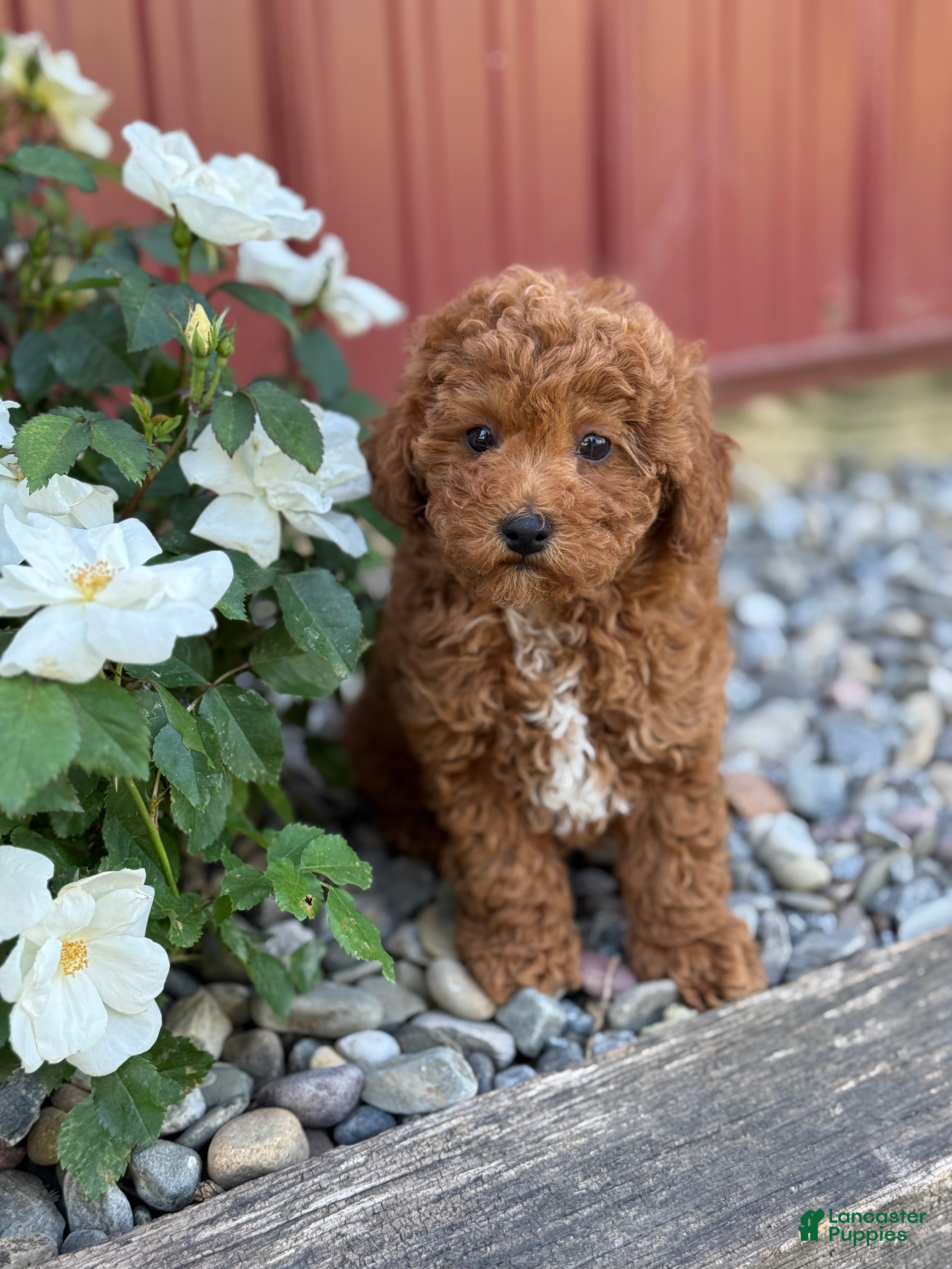Toy Poodle dogs Pepper - Ad 1