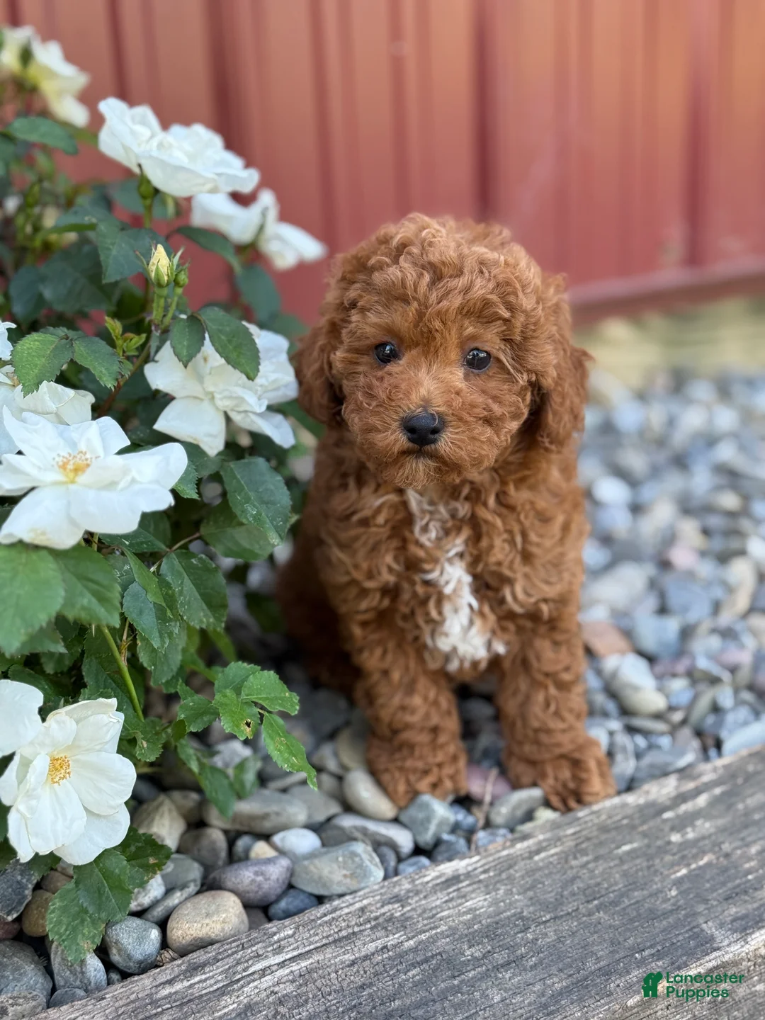 Toy Poodle dogs for sale: Pepper - Ad 1
