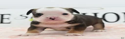 Mixed Breed dogs for sale: Queen - Ad 36