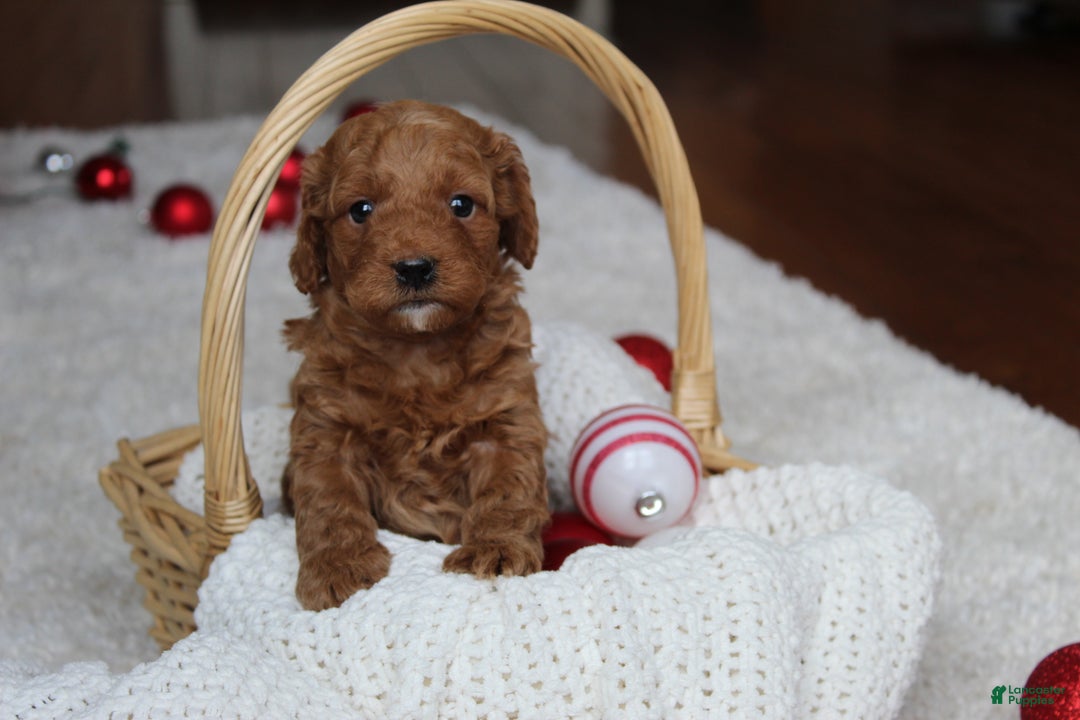 Cavapoochon dogs for sale: Melanie - Ad 6