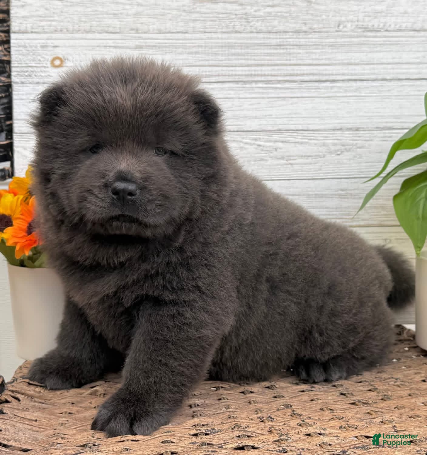 Chow Chow dogs  Female Chow Chow pup  - Ad 17