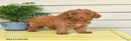 Miniature Poodle dogs for sale: Lilly - Ad 1