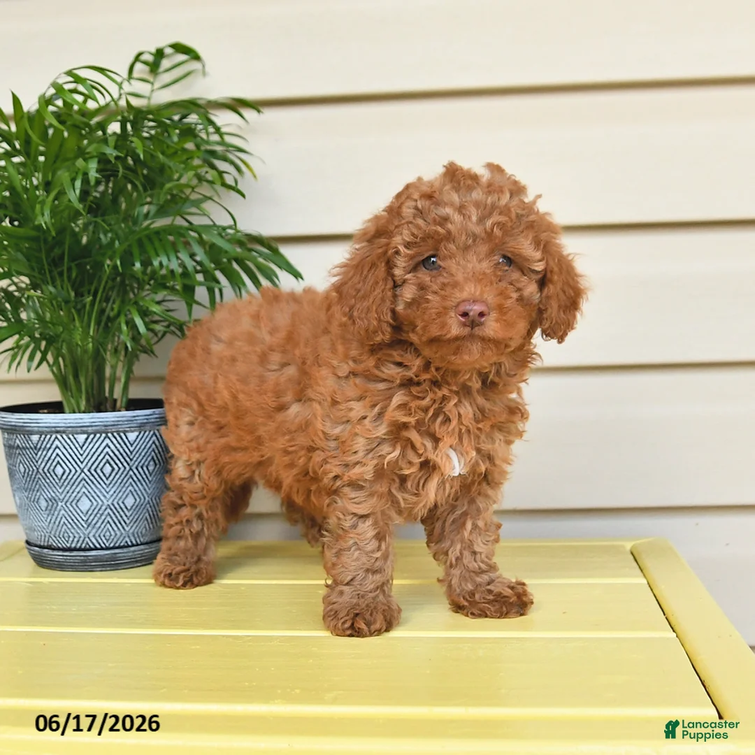 Miniature Poodle dogs for sale: Lilly - Ad 1
