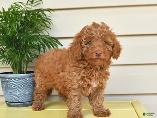 Miniature Poodle dogs for sale: Lilly - Ad 1
