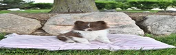 Pomeranian dogs for sale: Kade - Ad 3