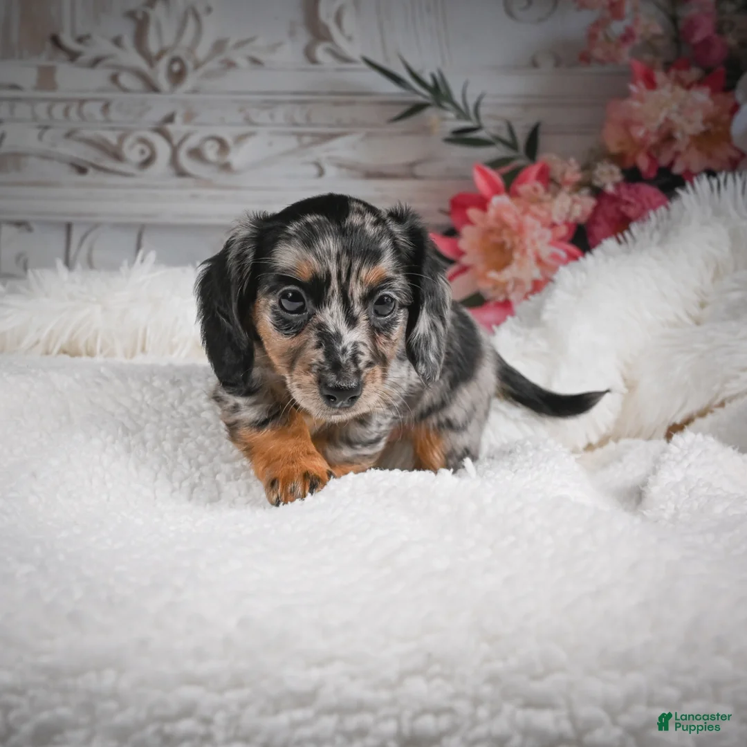 Miniature Dachshund dogs for sale: AKC-Brooklyn - Ad 2