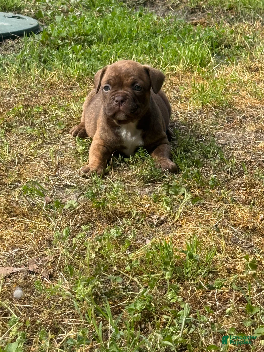 Mixed Breed dogs for sale: Nala - Ad 1