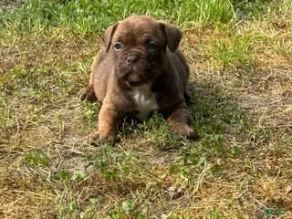 Mixed Breed dogs for sale: Nala - Ad 4