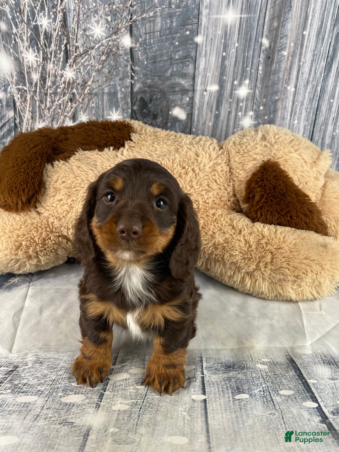 Miniature Dachshund dogs for sale: Kobe - Ad 8