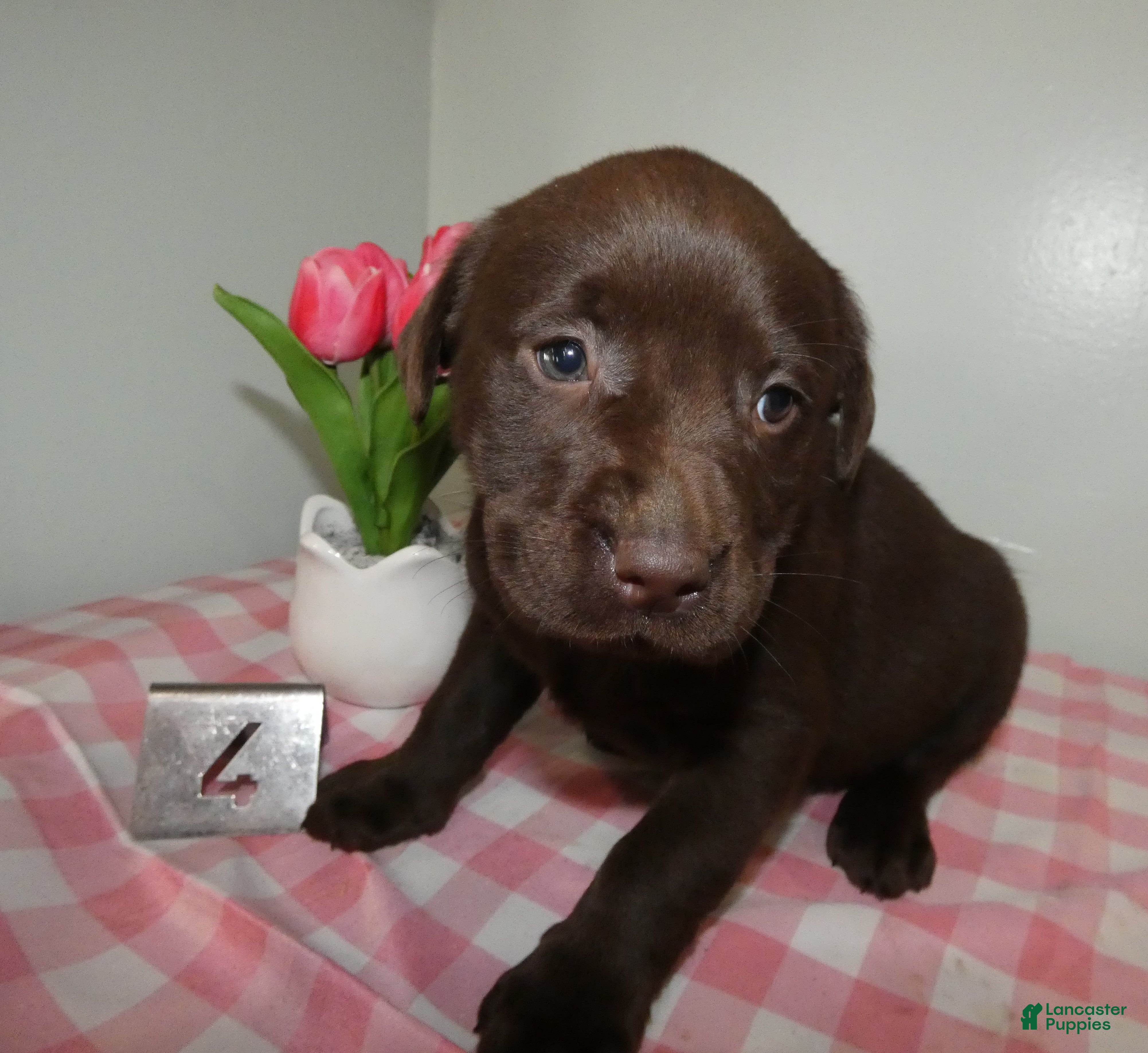 Labrador Retriever dogs Labrador Retriever Puppy 4 Molly - Ad 33