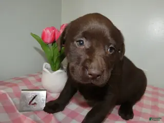Labrador Retriever dogs Labrador Retriever Puppy 4 Molly - Ad 33
