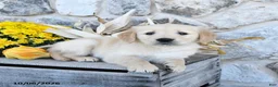 Golden Retriever dogs for sale: Duke - Ad 3