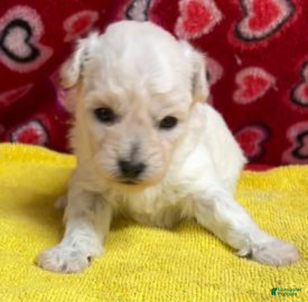 Bichon Frise dogs for sale: Debra - Ad 1