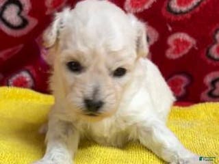 Bichon Frise dogs Debra - Ad 5