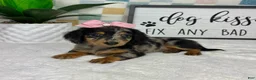 Miniature Dachshund dogs for sale: Dior - Ad 5