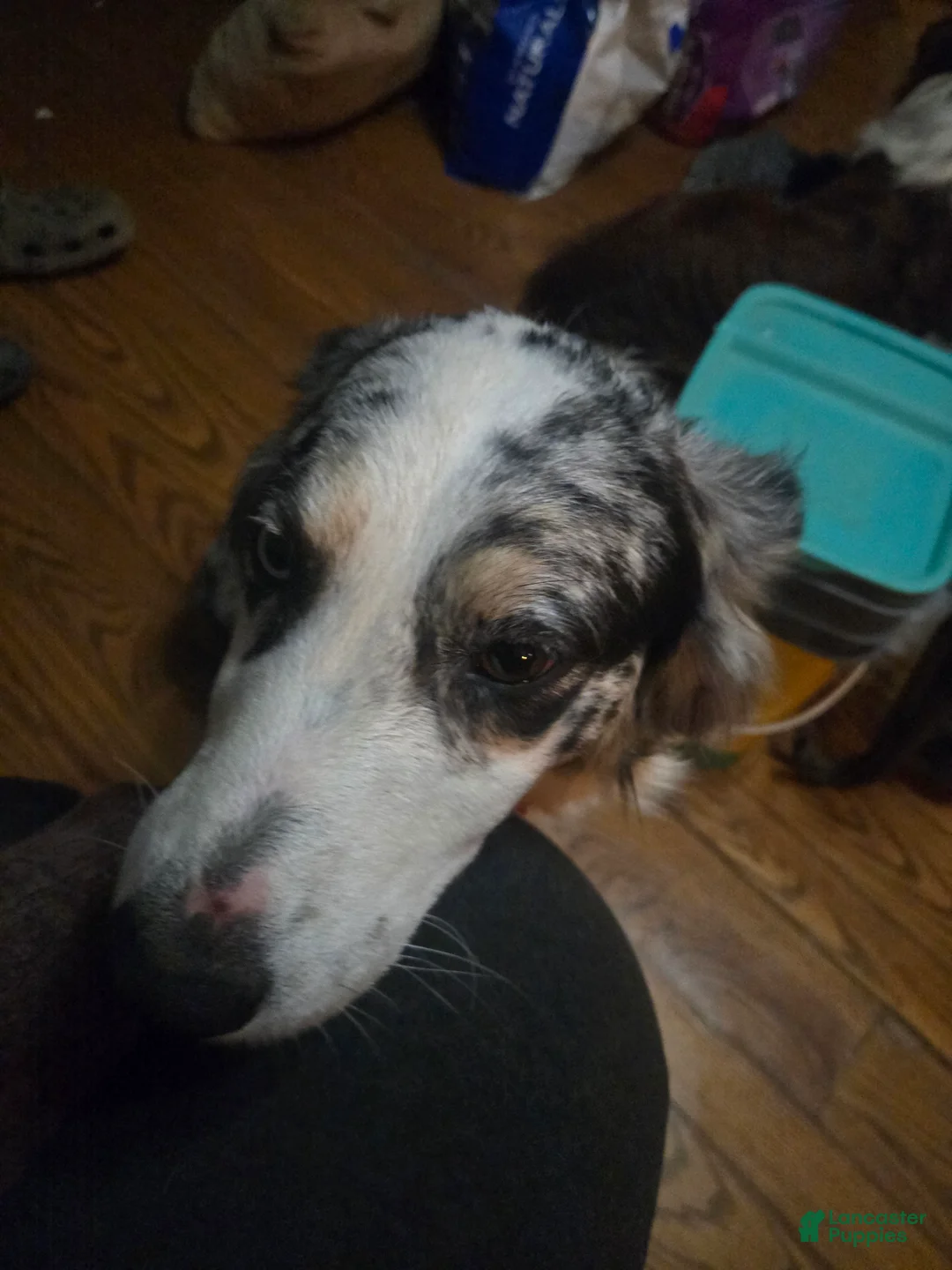 Australian Shepherd dogs for sale: Clifford - Australian Shepherd Puppy 1 - Ad 10