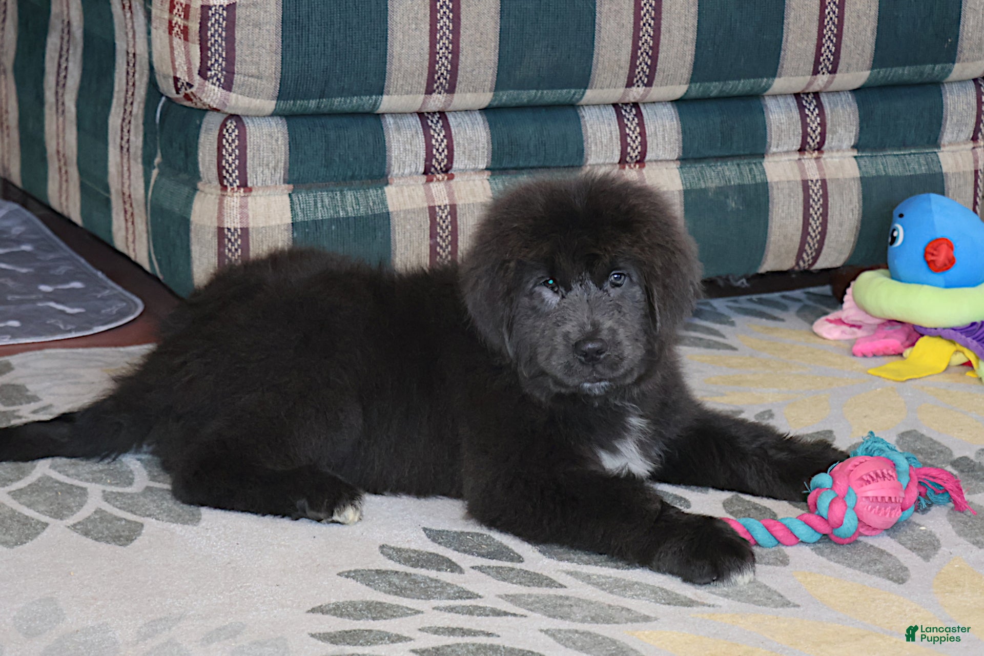 Newfoundland dogs Yoni - Ad 2