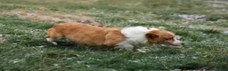 Welsh Corgi Pembroke dogs for sale:  Brusier 🐶 - Ad 21