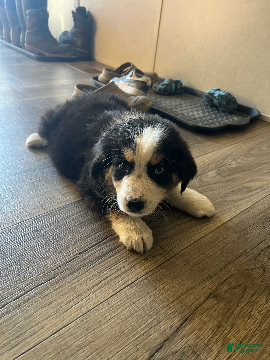 Mixed Breed dogs for sale: Mixed Breed 7 - Ad 1