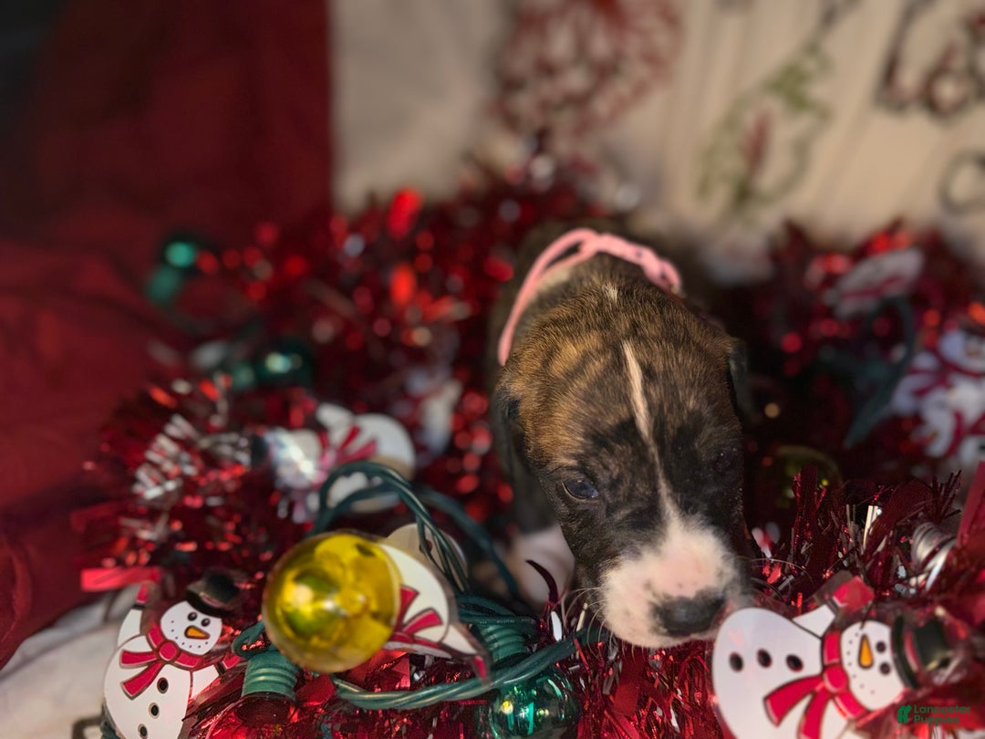 Great Dane dogs for sale: Izzy - Ad 6