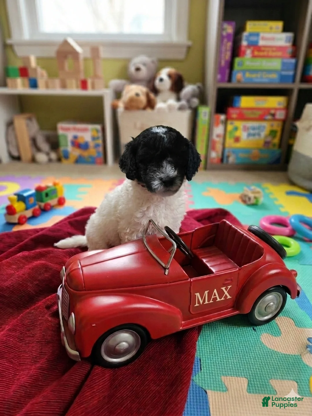 Shihpoo dogs for sale: Max - Ad 1