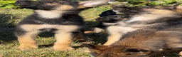 German Shepherd dogs for sale: German Shepherd 2 - Ad 9