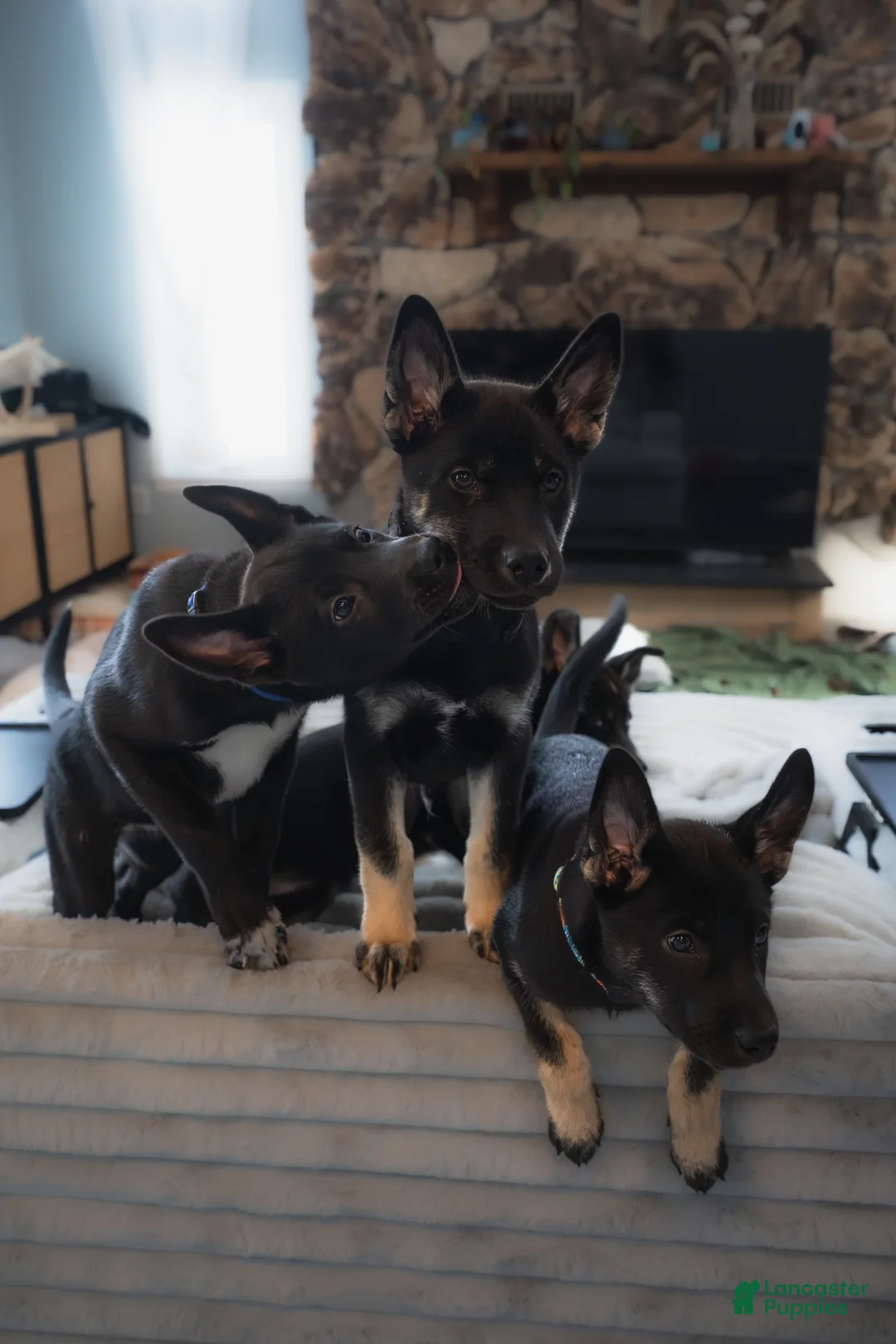 Mixed Breed dogs for sale: Ari - Ad 6