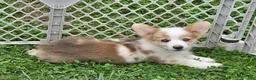Welsh Corgi Pembroke dogs for sale: Beautiful Bentley  - Ad 3