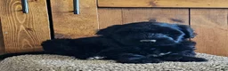 Portuguese Water Dog dogs for sale: Sailor - Ad 1