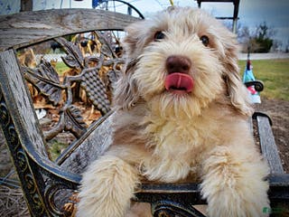 Havapoo dogs Valor - Ad 23