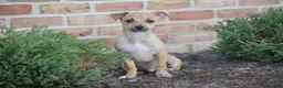 Chihuahua dogs for sale: Aiden - Ad 6